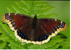 Mourning Cloak